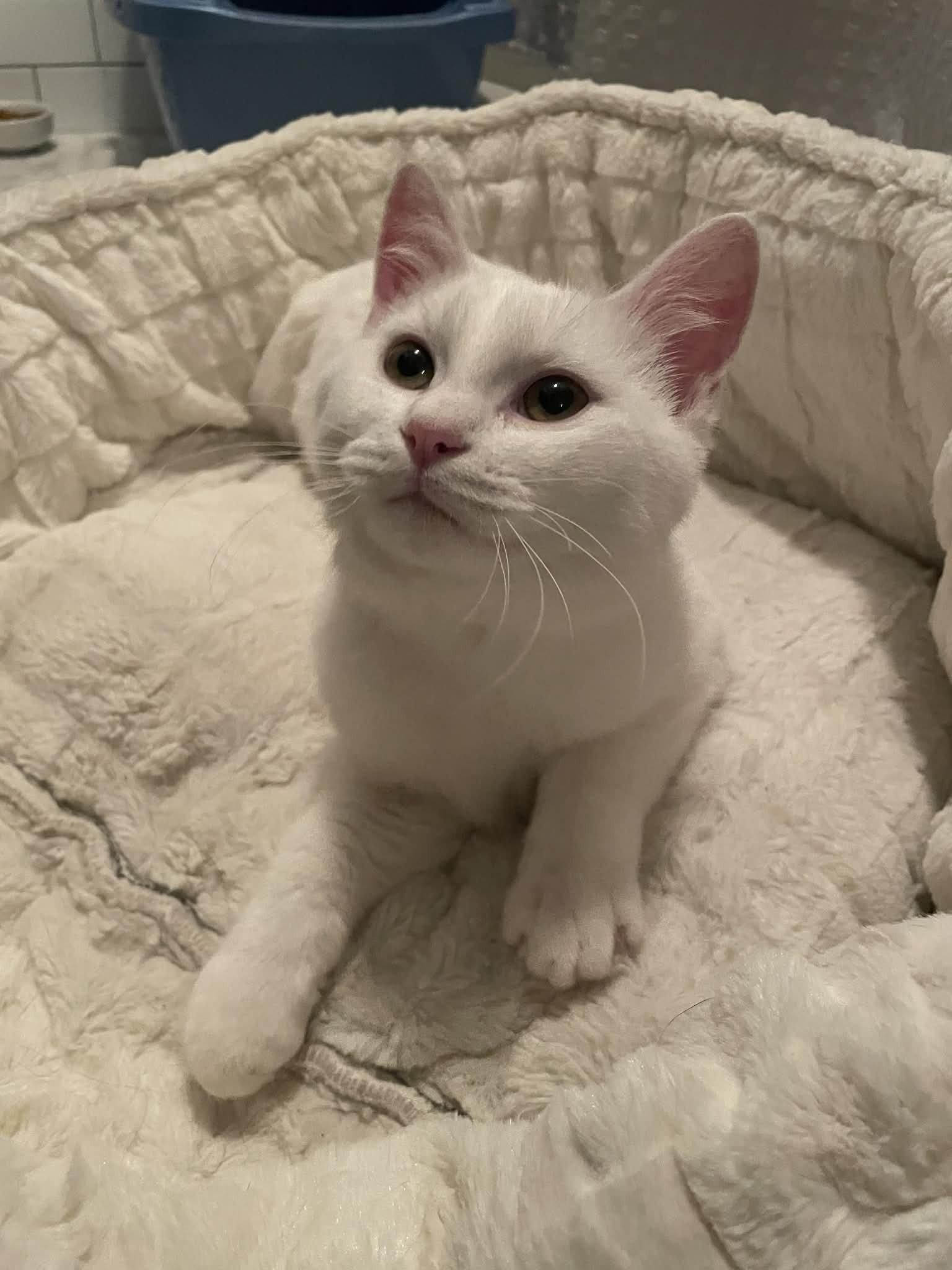 Enlarge Calla, an adopted Domestic Short Hair in Brockport, NY image 6/6