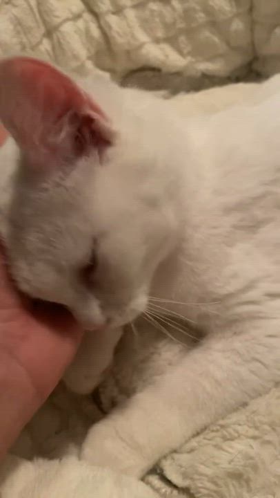 Enlarge Calla, an adopted Domestic Short Hair in Brockport, NY video 2/6