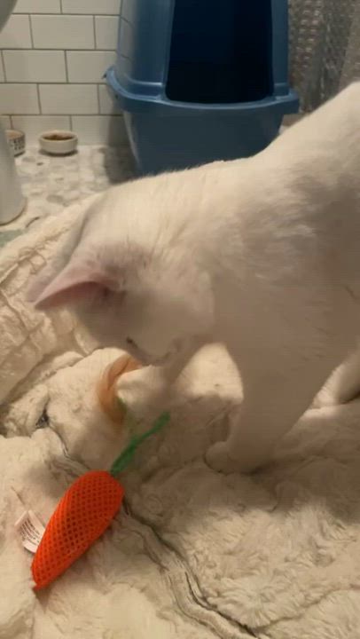 Enlarge Calla, an adopted Domestic Short Hair in Brockport, NY video 4/6