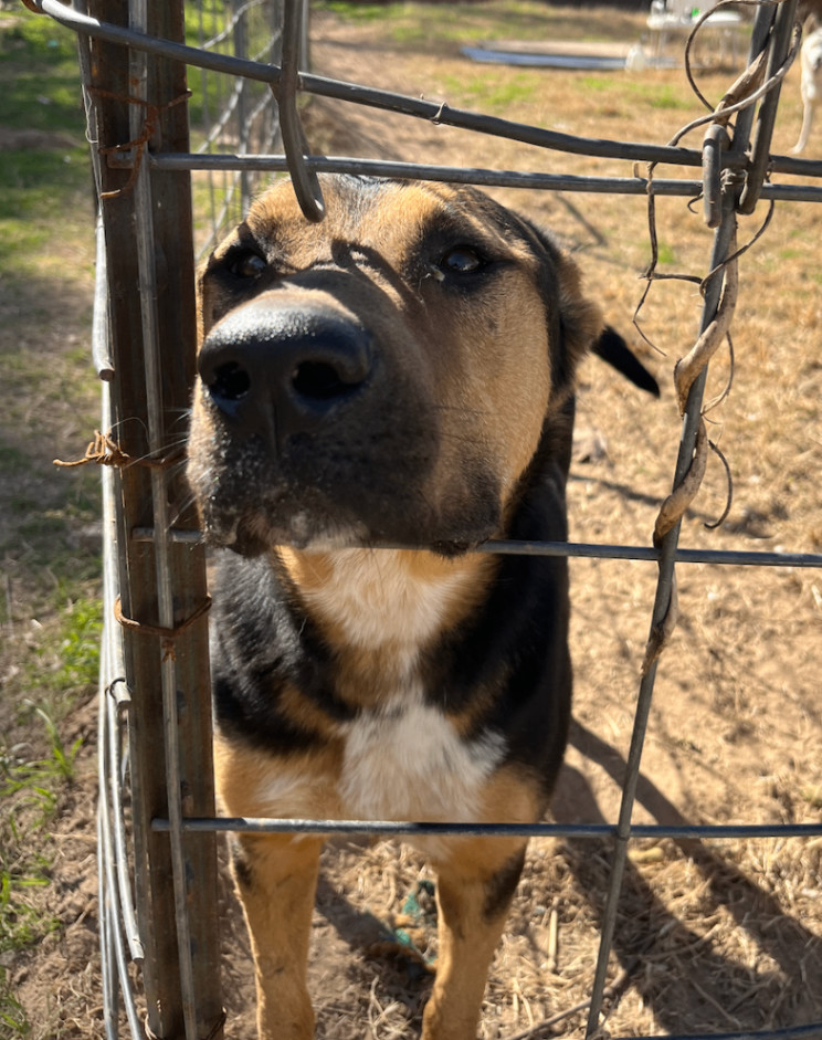 Jack, a Adoptable mixed breed in Austin, TX image 1/4