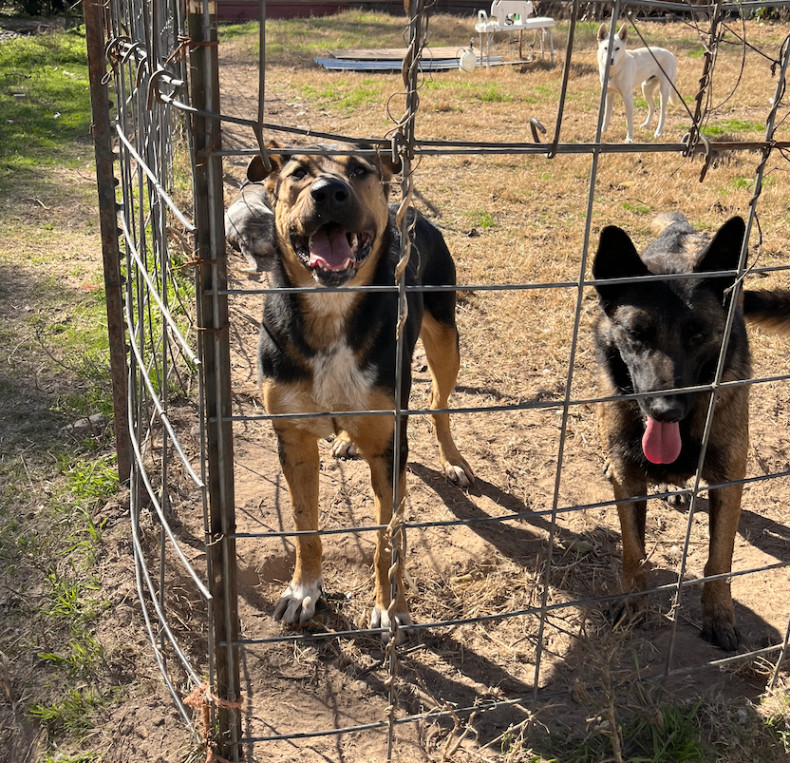 Jack, a Adoptable mixed breed in Austin, TX image 2/4