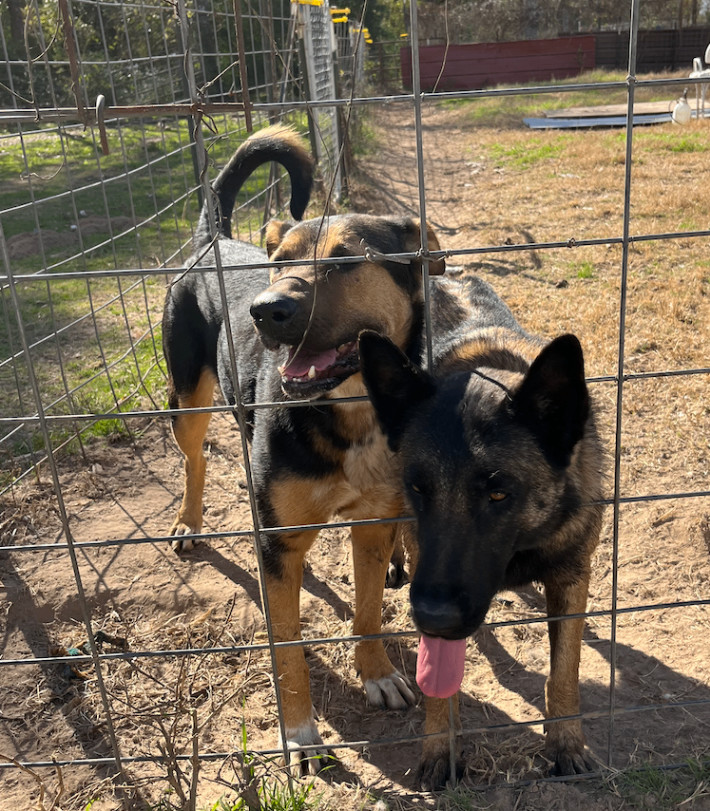 Jack, a Adoptable mixed breed in Austin, TX image 3/4