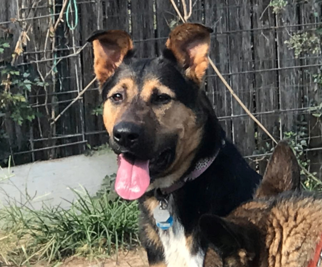 Jack, a Adoptable mixed breed in Austin, TX image 4/4