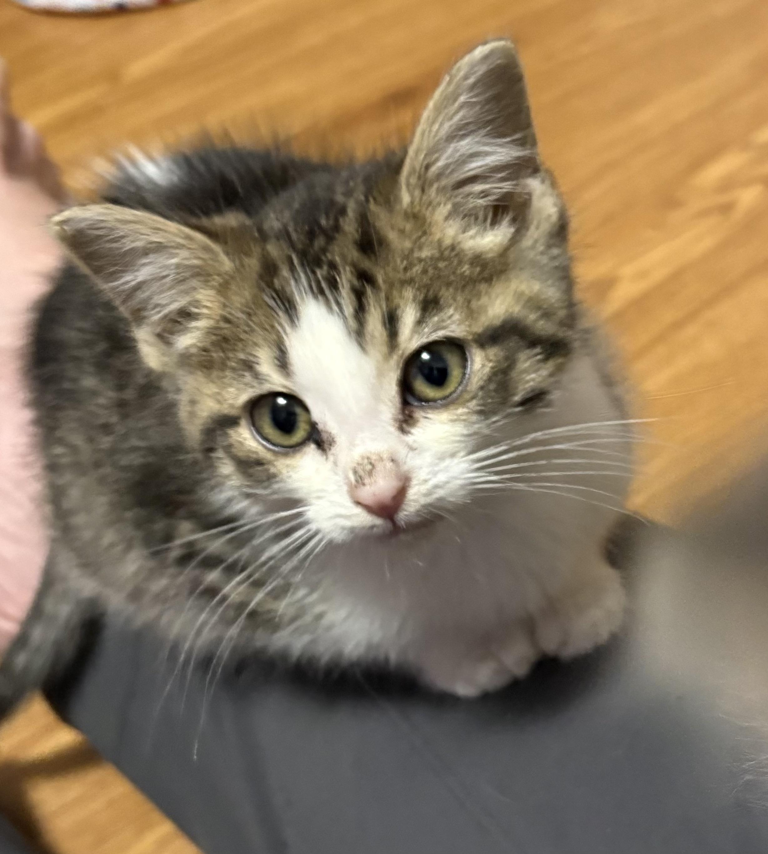 Enlarge Gilligan, a Adoptable Domestic Short Hair in Faribault, MN image 2/3