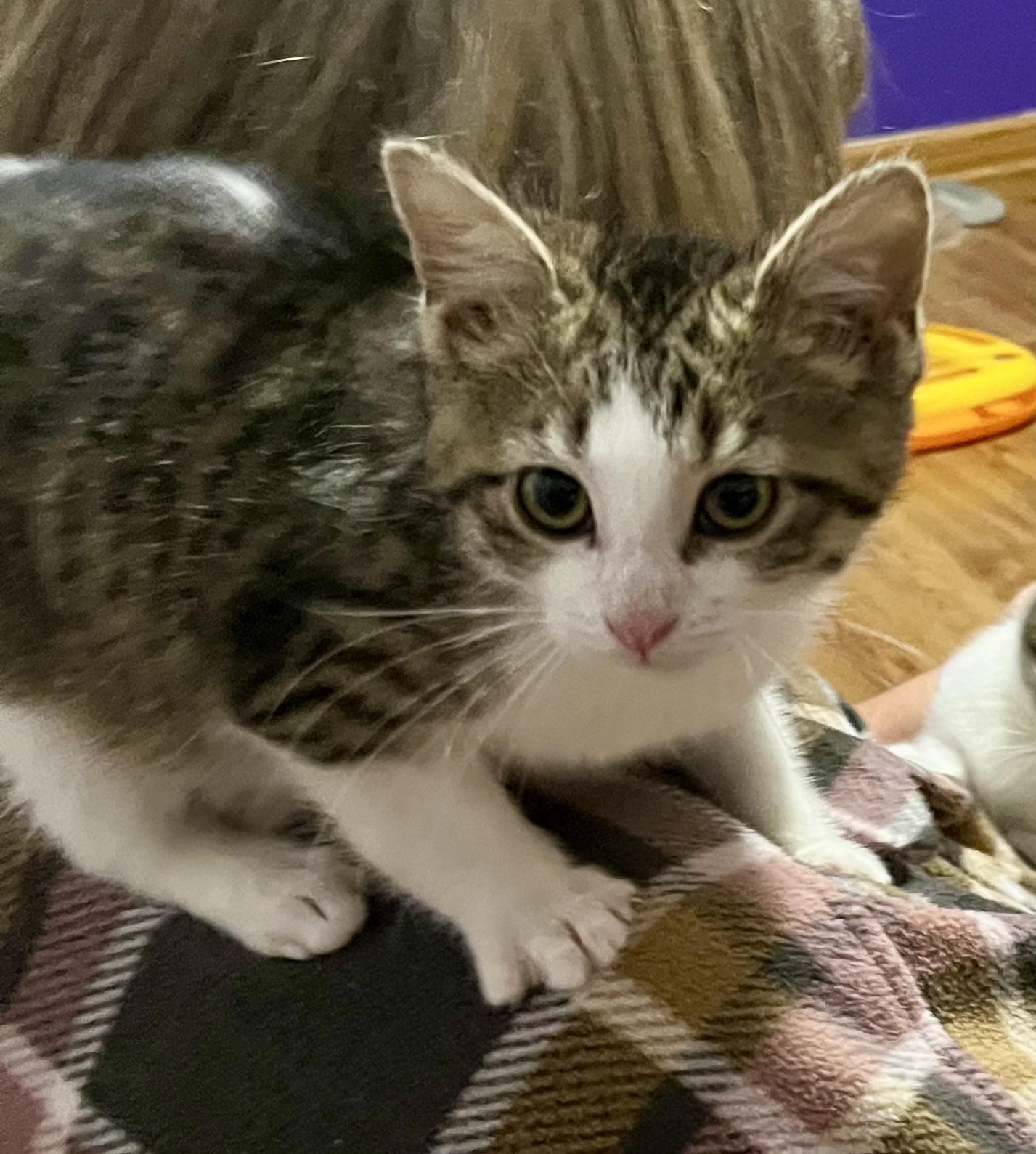 Gilligan, Adoptable, Kitten Male Domestic Short Hair.