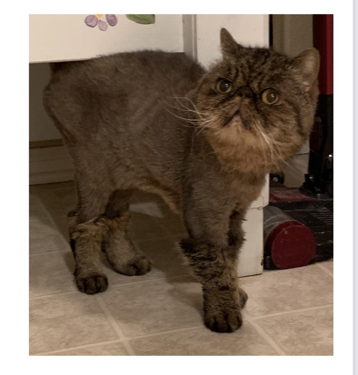 Tabitha (bonded With Aubri) thumbnail 3