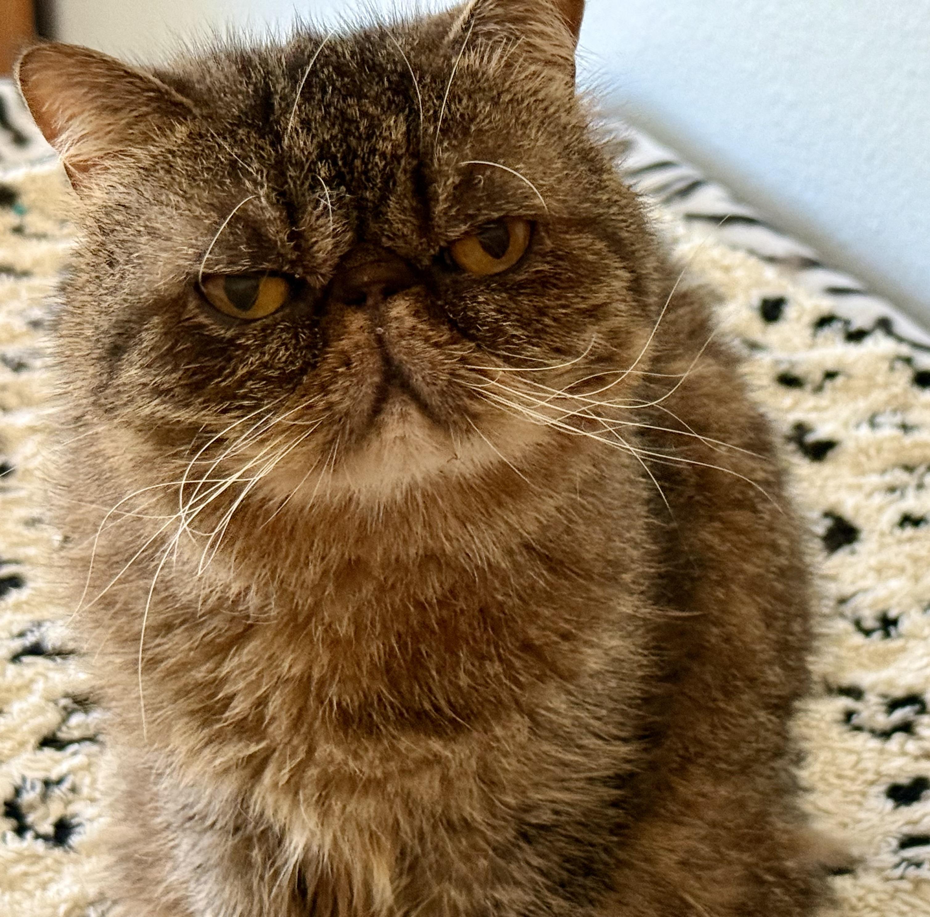 Tabitha (bonded With Aubri)