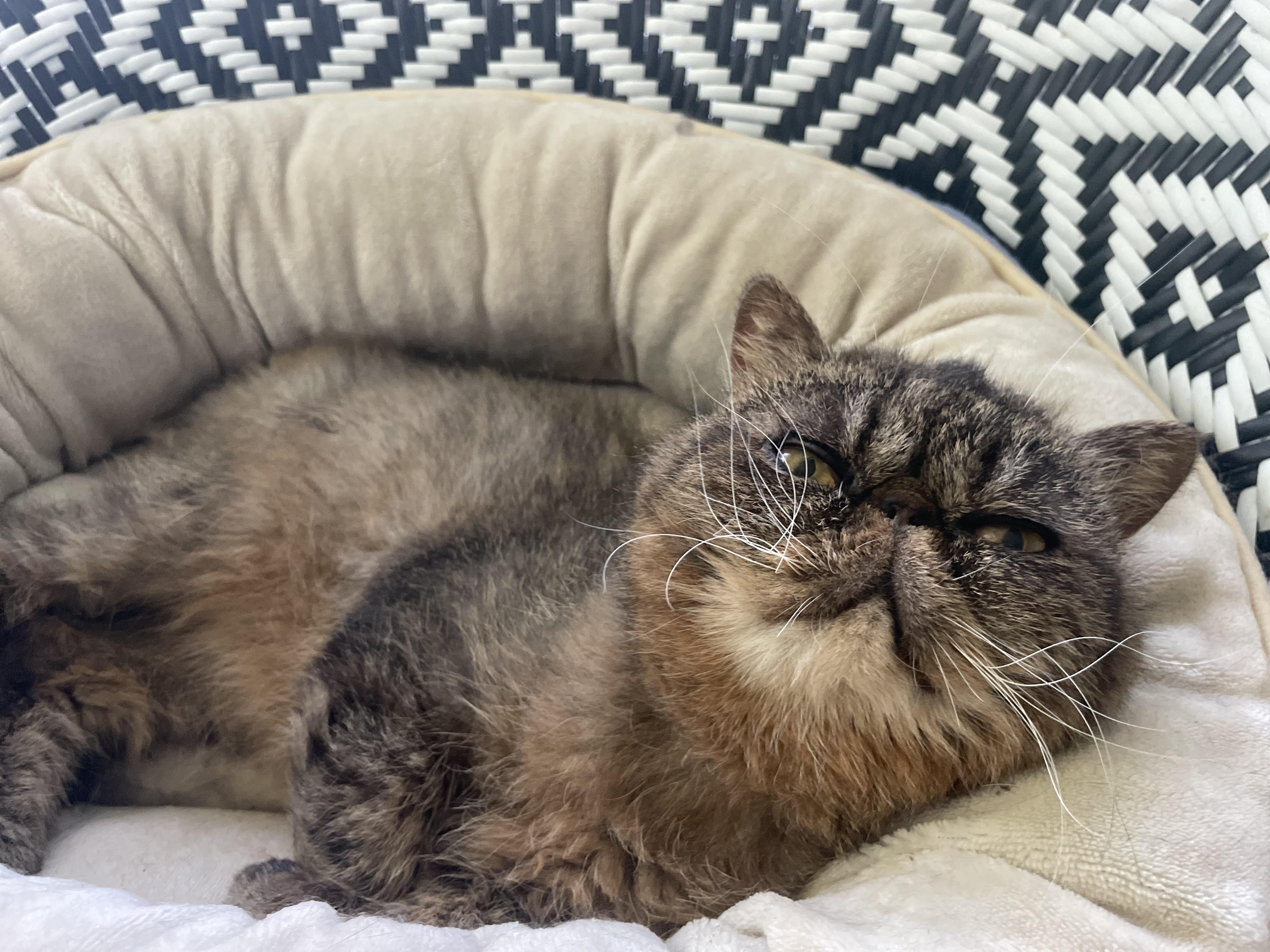 Tabitha (bonded With Aubri) thumbnail 5