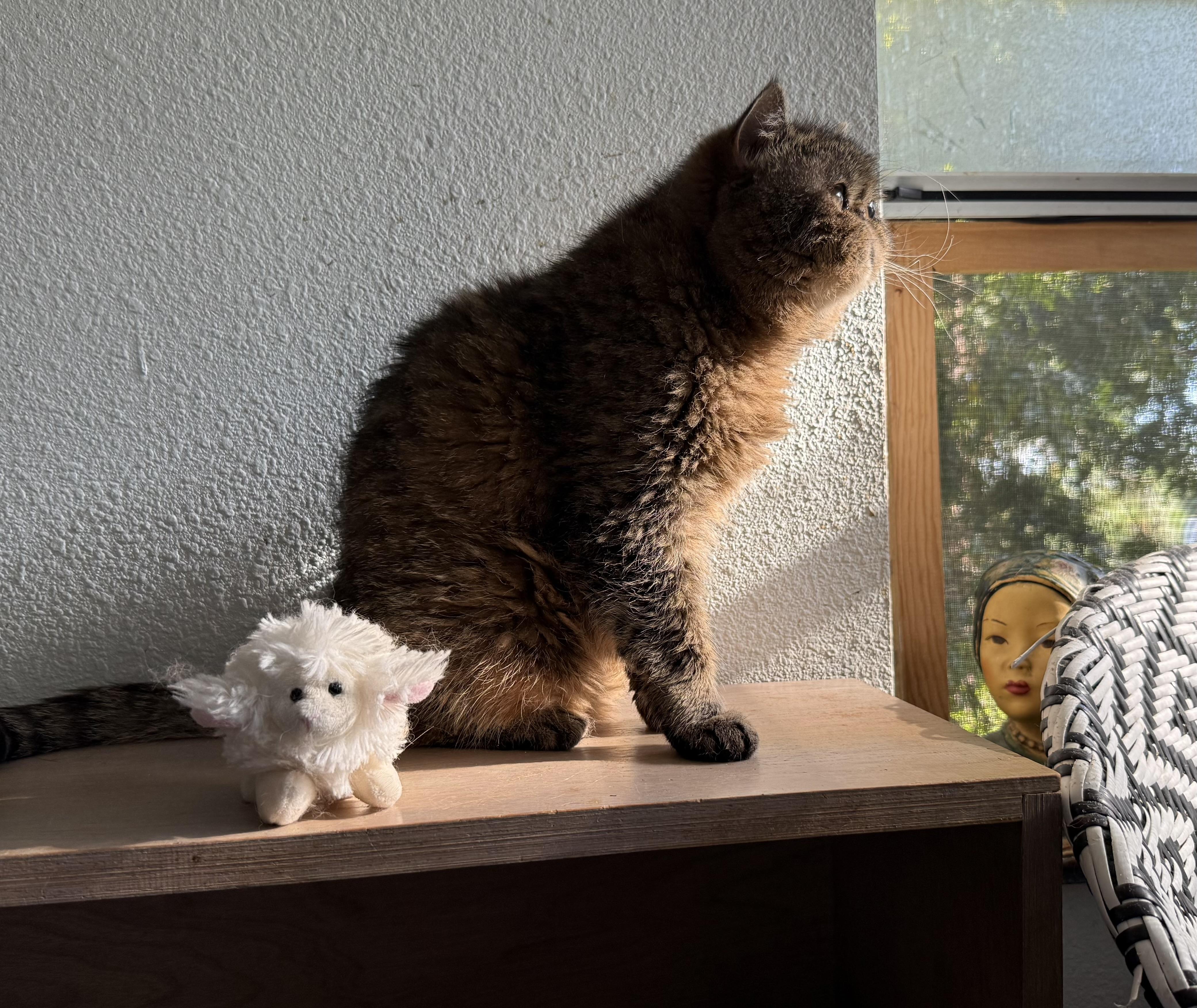 Tabitha (bonded With Aubri) thumbnail 2
