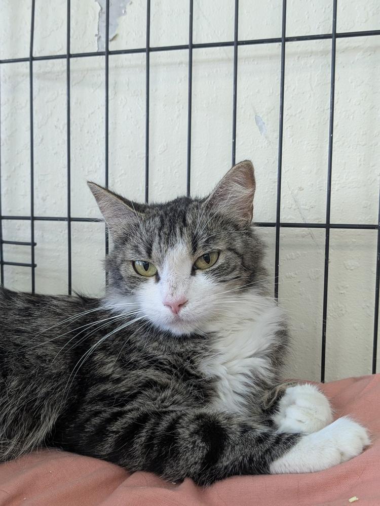 Caramel, Adoptable, Adult Female Domestic Medium Hair.