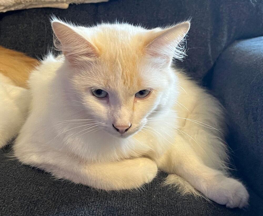 Kia (Kia and Koda) Available for pre adoption, Adoptable, Adult Male Domestic Medium Hair.