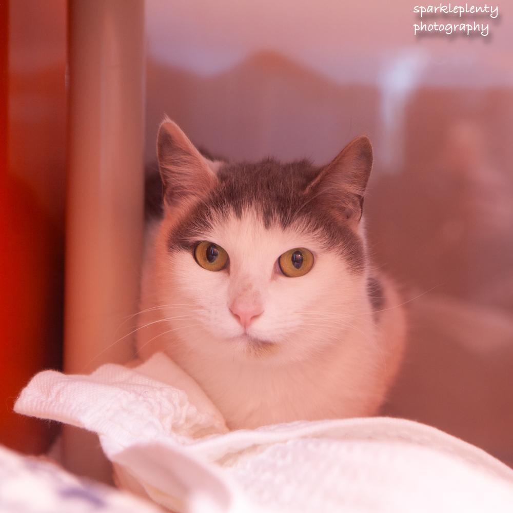 Enlarge Pat the Cat, an adoptable Domestic Short Hair in Ridgefield, CT image 5/6