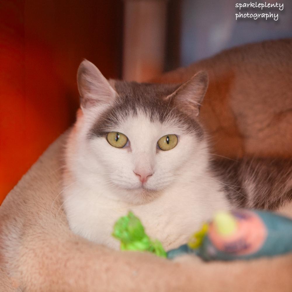 Enlarge Pat the Cat, an adoptable Domestic Short Hair in Ridgefield, CT image 1/6