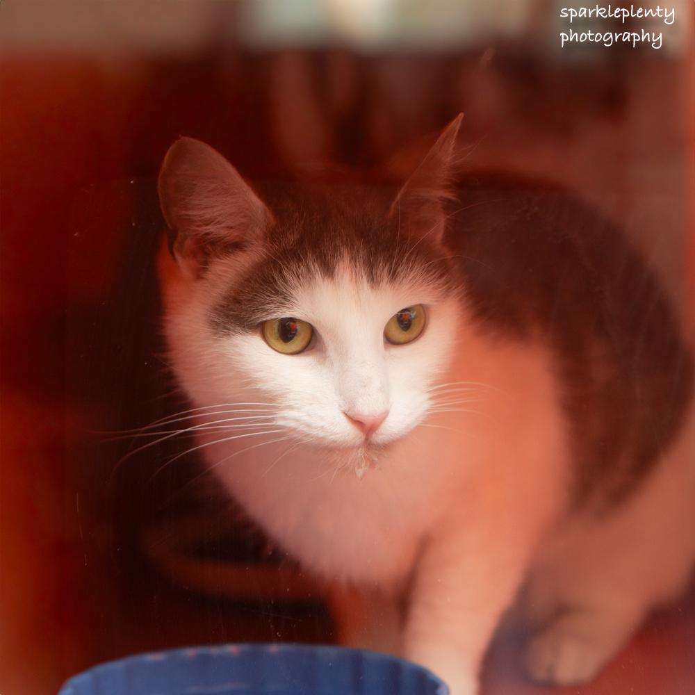 Enlarge Pat the Cat, an adoptable Domestic Short Hair in Ridgefield, CT image 6/6