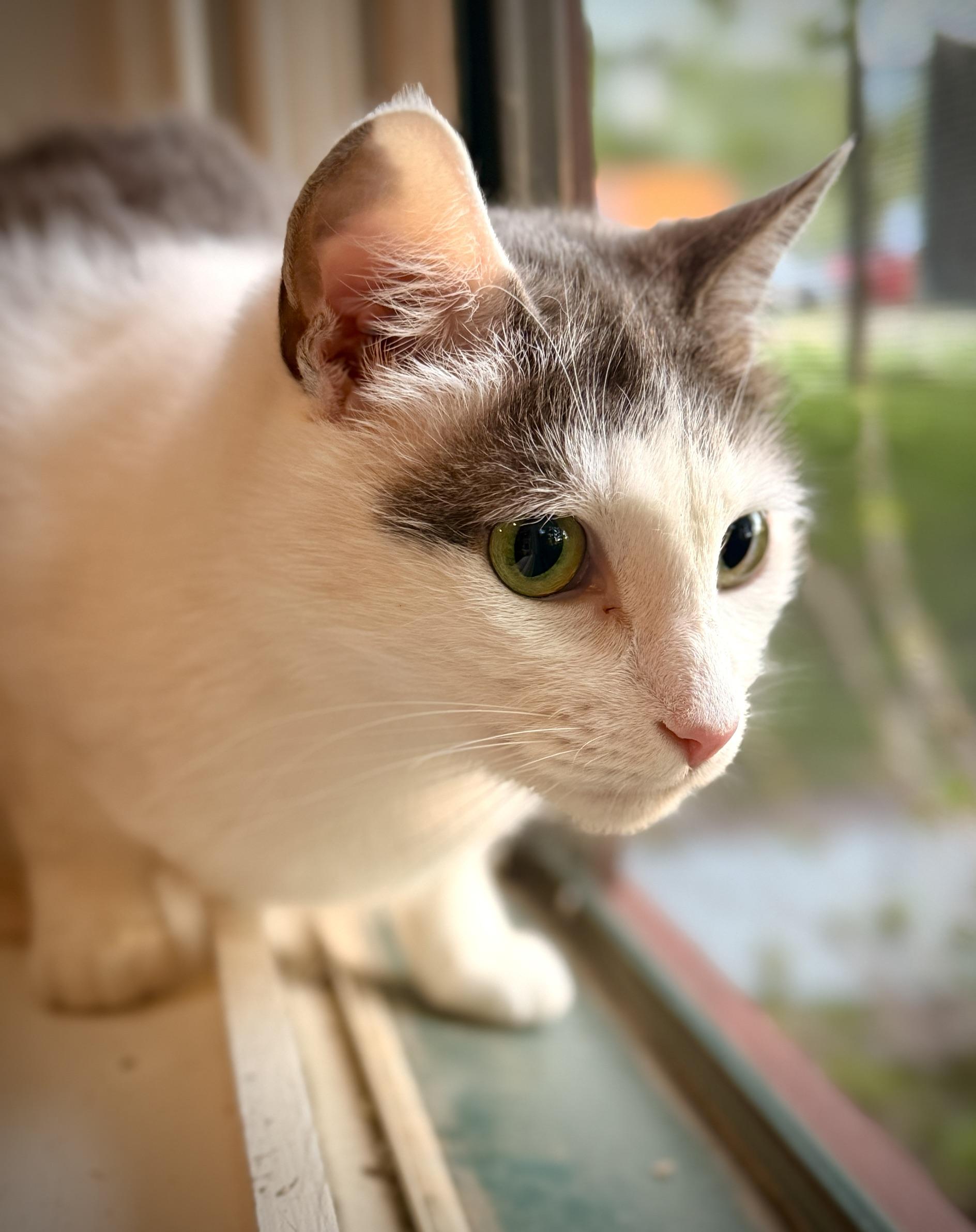 Enlarge Pat the Cat, an adoptable Domestic Short Hair in Ridgefield, CT image 2/6