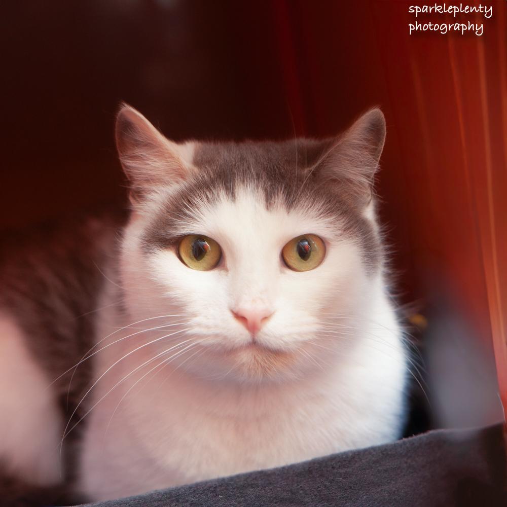 Enlarge Pat the Cat, an adoptable Domestic Short Hair in Ridgefield, CT image 2/6