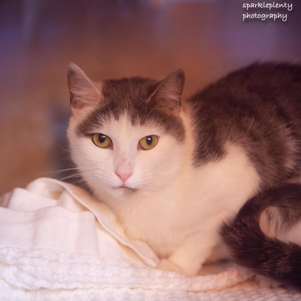 Enlarge Pat the Cat, an adoptable Domestic Short Hair in Ridgefield, CT image 4/6