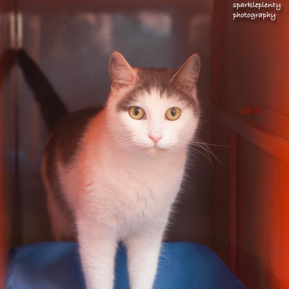 Pat the Cat, adoptable, Adult Female Domestic Short Hair.