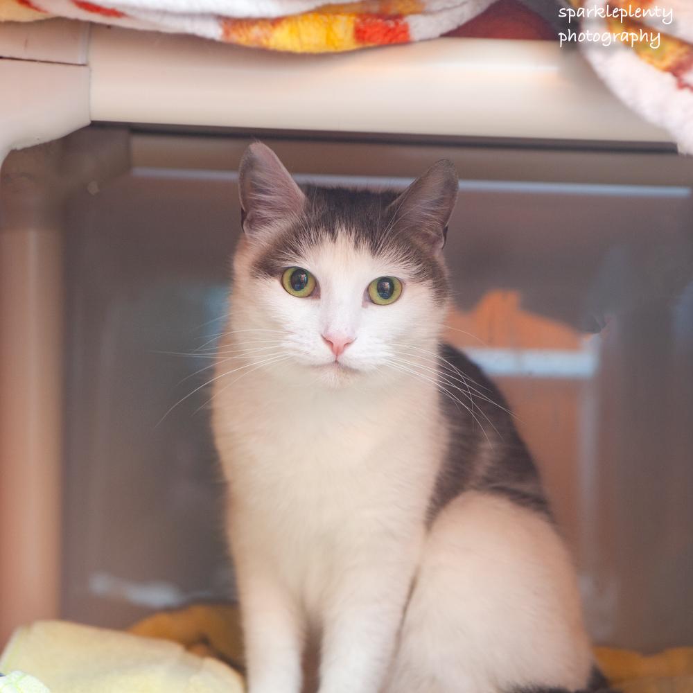 Enlarge Pat the Cat, an adoptable Domestic Short Hair in Ridgefield, CT image 1/6