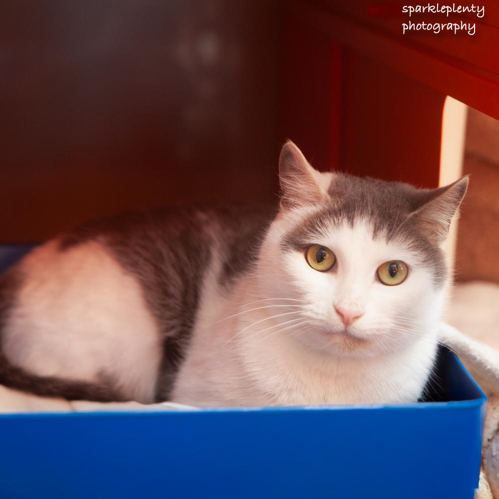 Enlarge Pat the Cat, an adoptable Domestic Short Hair in Ridgefield, CT image 3/6
