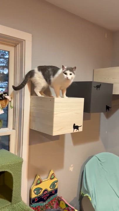 Enlarge Pat the Cat, an adoptable Domestic Short Hair in Ridgefield, CT video 5/6