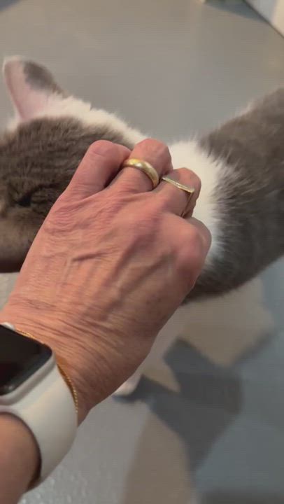 Enlarge Pat the Cat, an adoptable Domestic Short Hair in Ridgefield, CT video 6/6