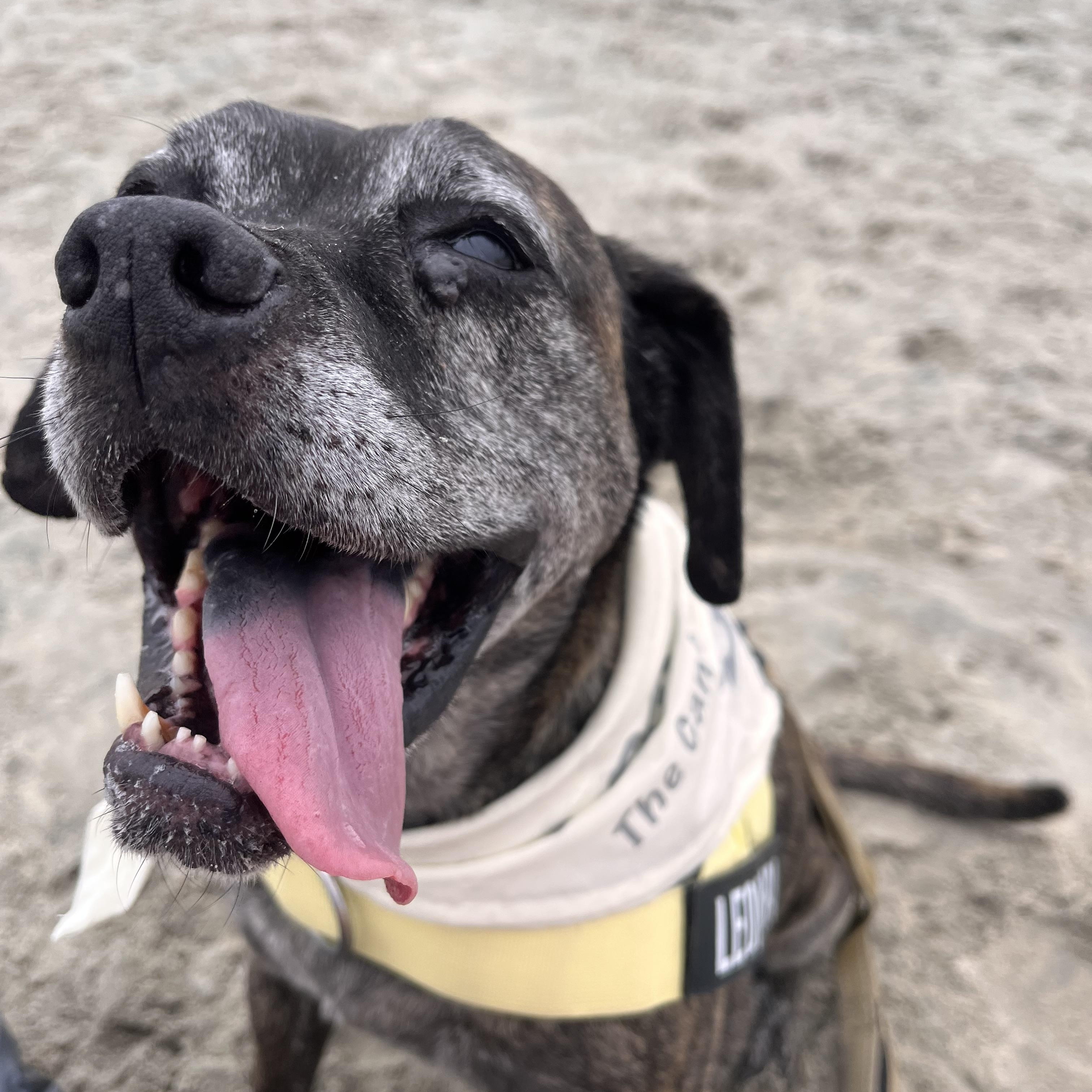Enlarge Leonora, a Adoptable mixed breed in San Diego, CA image 5/6