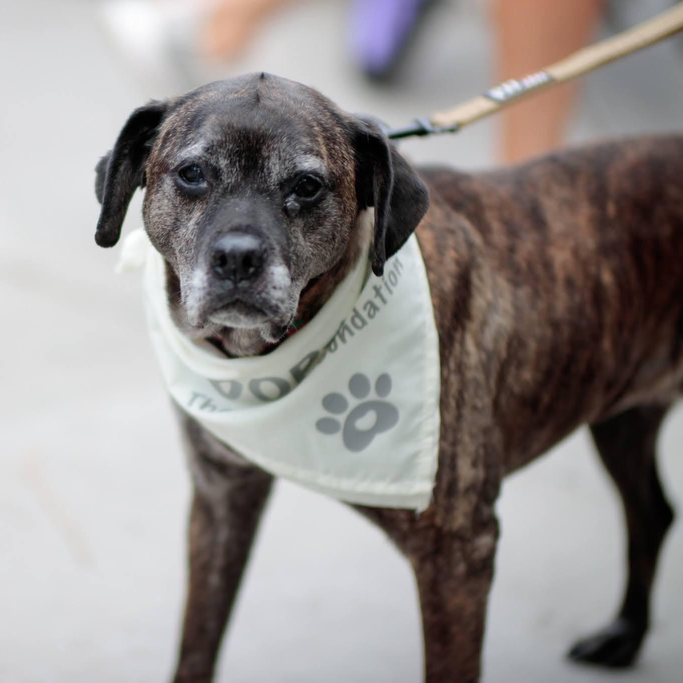 Enlarge Leonora, a Adoptable mixed breed in San Diego, CA image 4/6