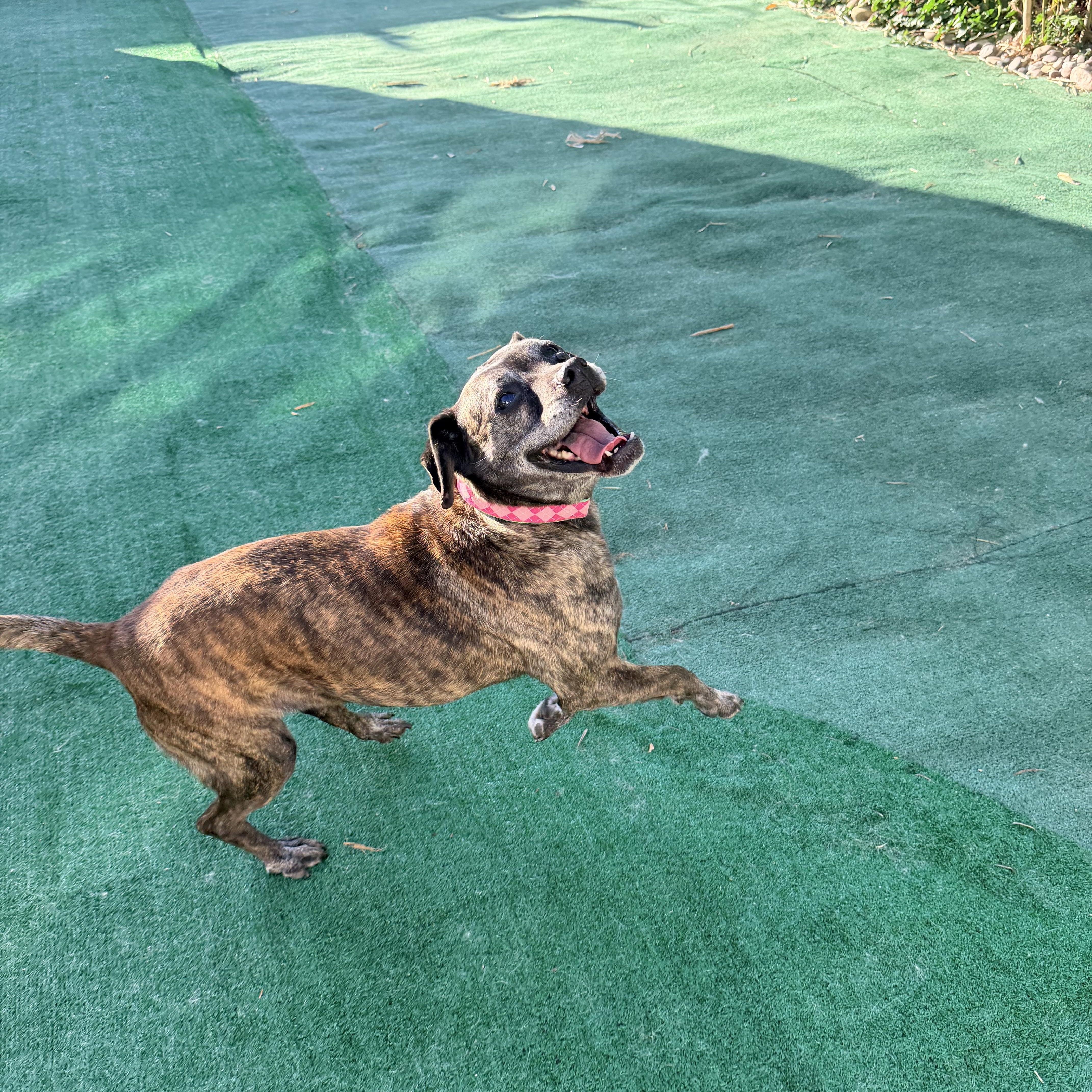 Enlarge Leonora, a Adoptable mixed breed in San Diego, CA image 6/6