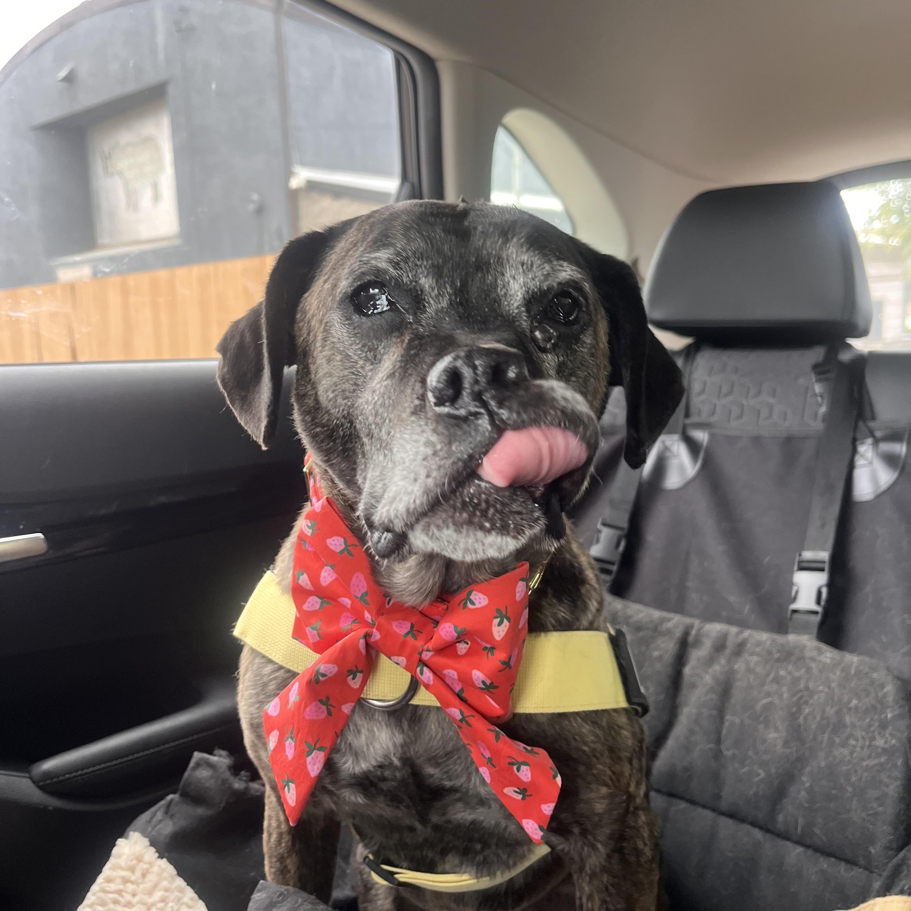 Enlarge Leonora, a Adoptable mixed breed in San Diego, CA image 2/6