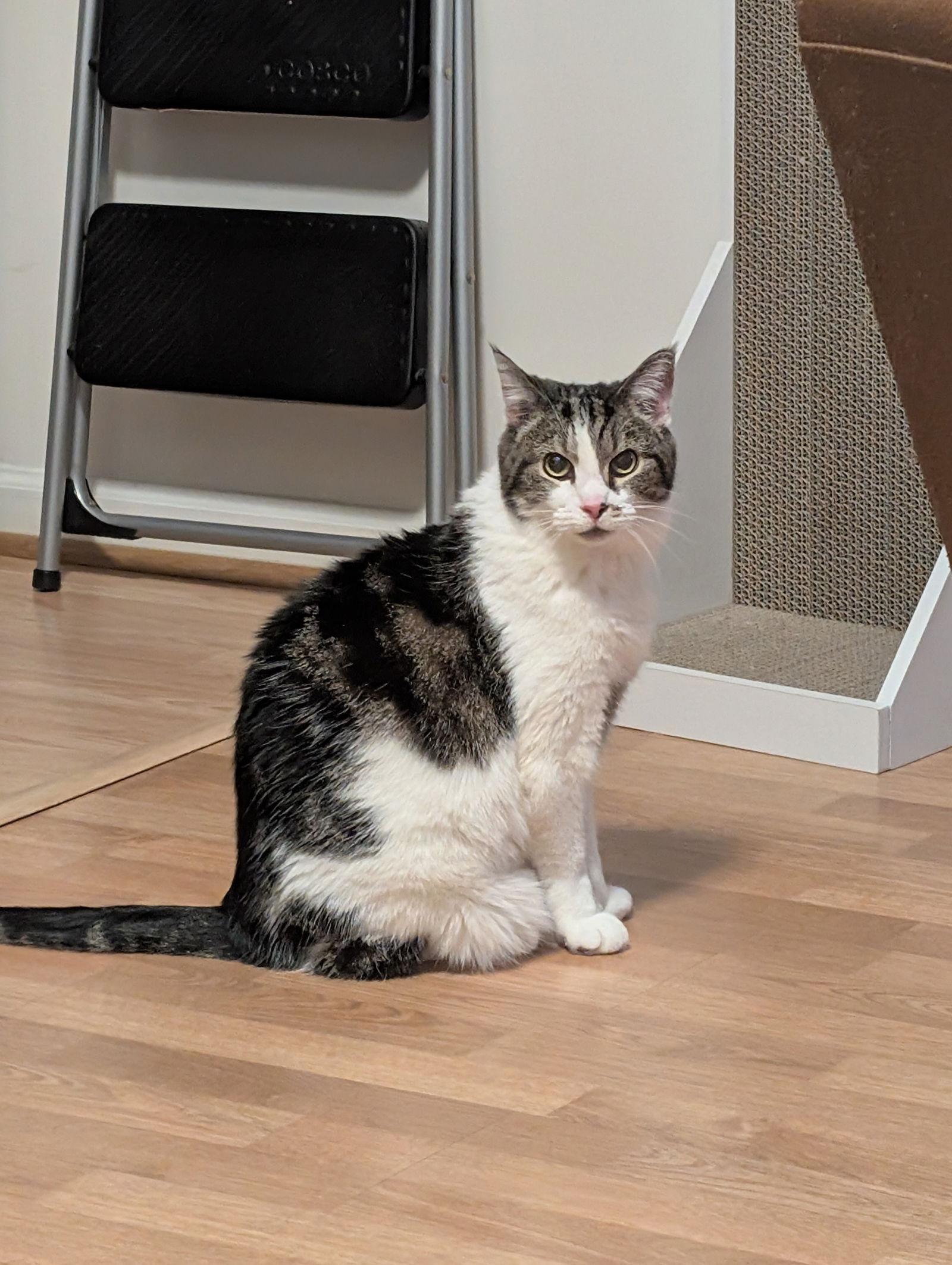 Enlarge Ariel has been waiting along time, a Adoptable Domestic Short Hair in Herndon, VA image 1/3