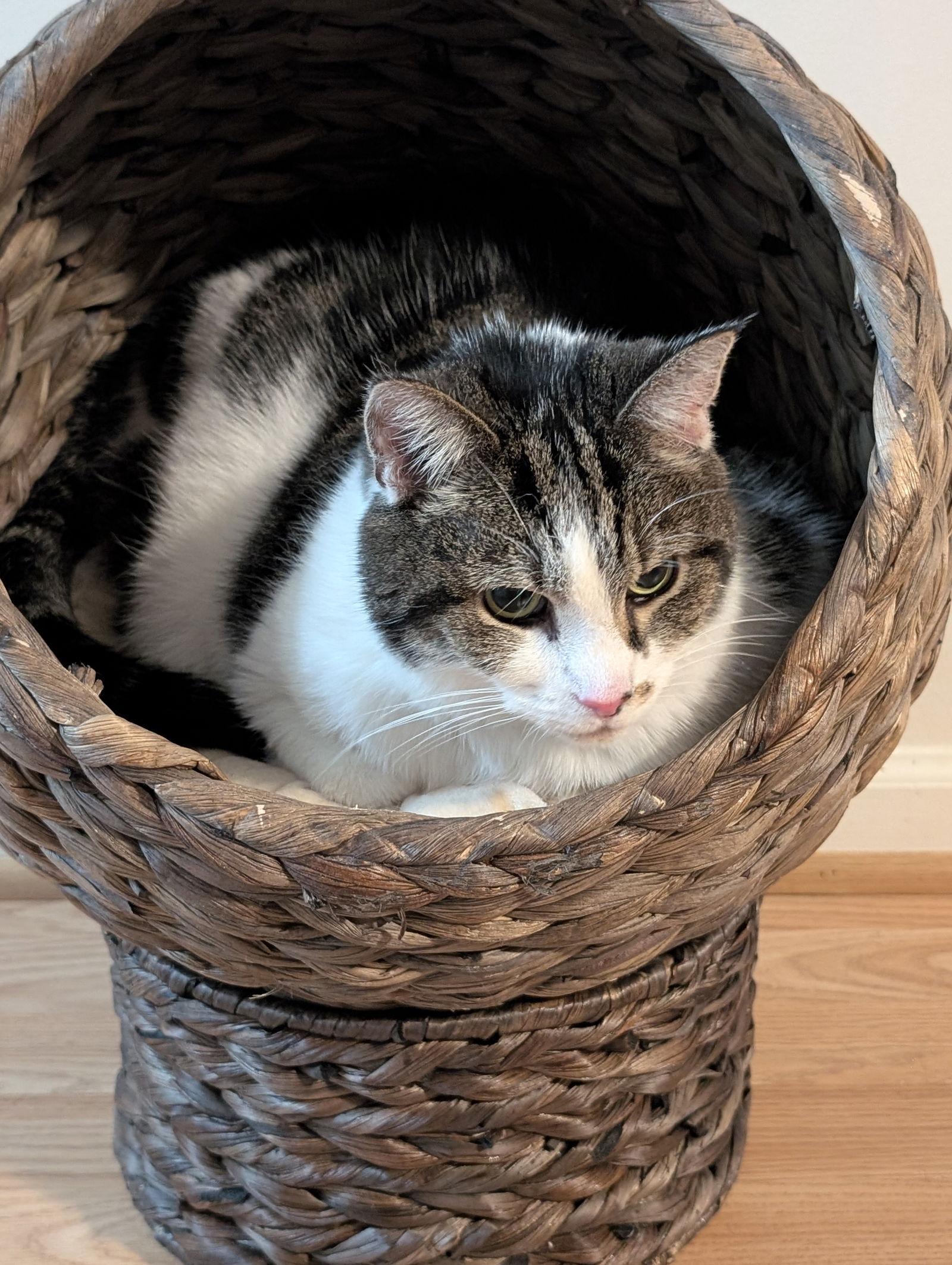 Enlarge Ariel has been waiting along time, a Adoptable Domestic Short Hair in Herndon, VA image 1/3
