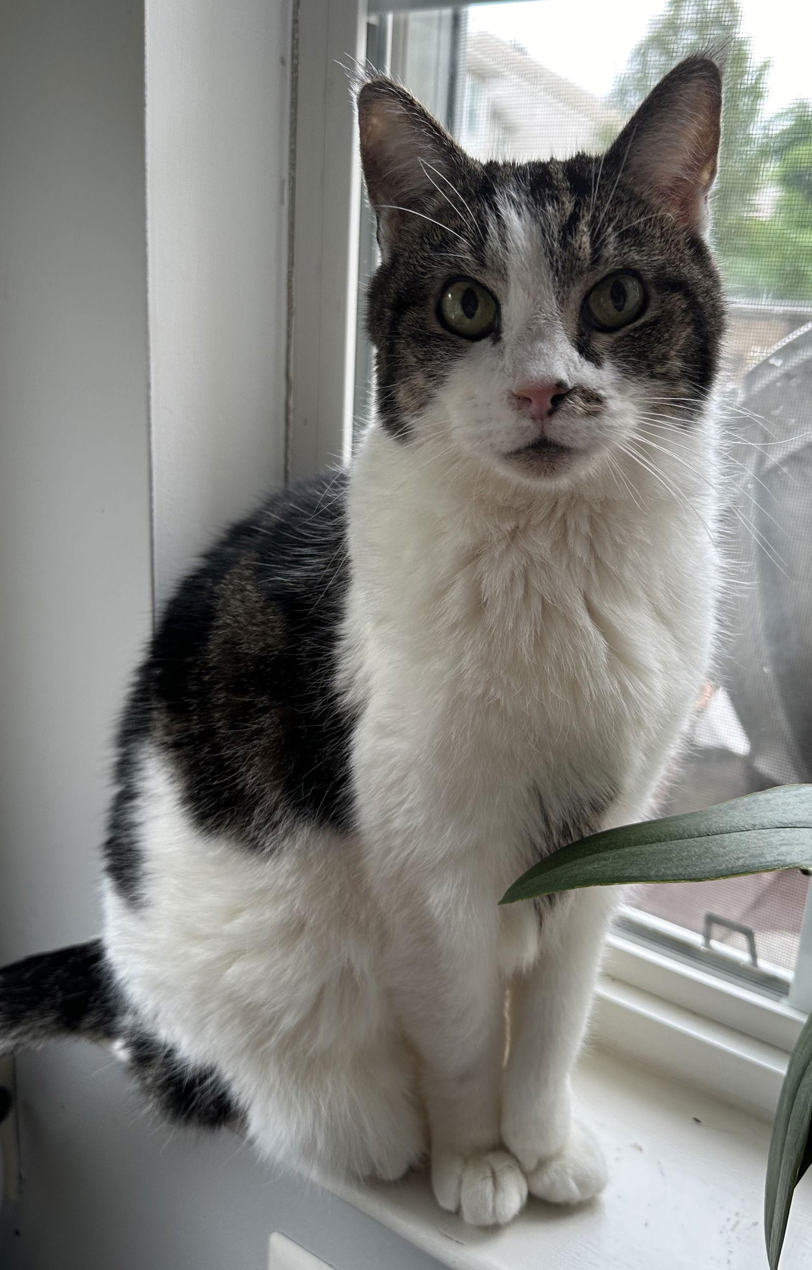 Enlarge Ariel has been waiting along time, a Adoptable Domestic Short Hair in Herndon, VA image 3/3