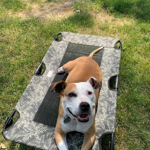 Enlarge Diva's Had to Say Goodbye to Her Loving Family. Now She's Looking for You, a Adoptable mixed breed in Pennington, NJ image 2/6