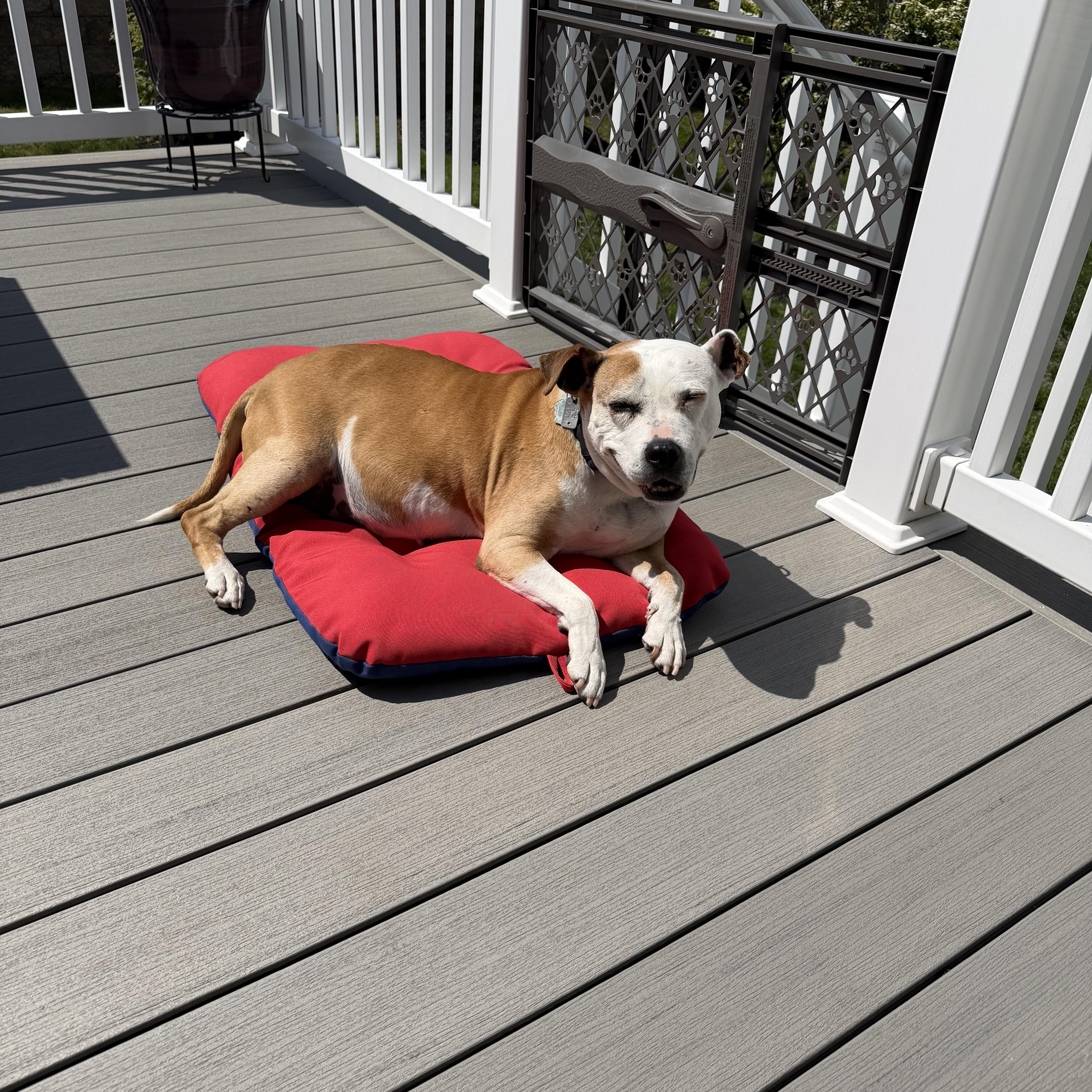 Enlarge Diva's Had to Say Goodbye to Her Loving Family. Now She's Looking for You, a Adoptable mixed breed in Pennington, NJ image 5/6