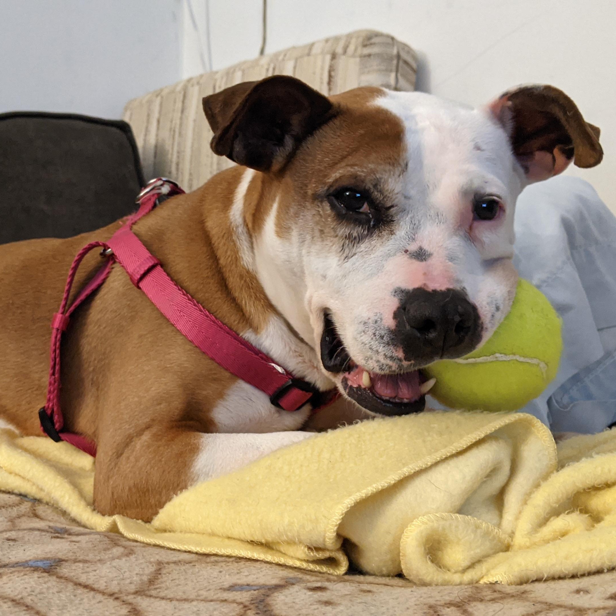 Enlarge Diva's Had to Say Goodbye to Her Loving Family. Now She's Looking for You, a Adoptable mixed breed in Pennington, NJ image 4/6