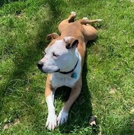Enlarge Diva's Had to Say Goodbye to Her Loving Family. Now She's Looking for You, a Adoptable mixed breed in Pennington, NJ image 3/6