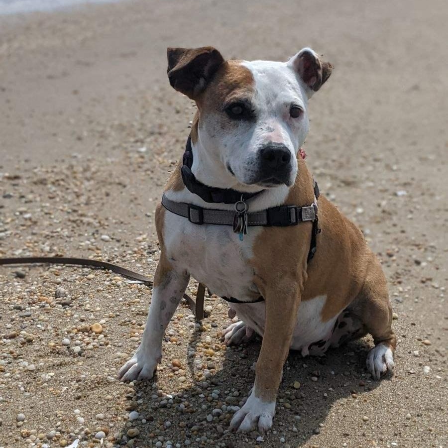 Enlarge Diva's Had to Say Goodbye to Her Loving Family. Now She's Looking for You, a Adoptable mixed breed in Pennington, NJ image 6/6