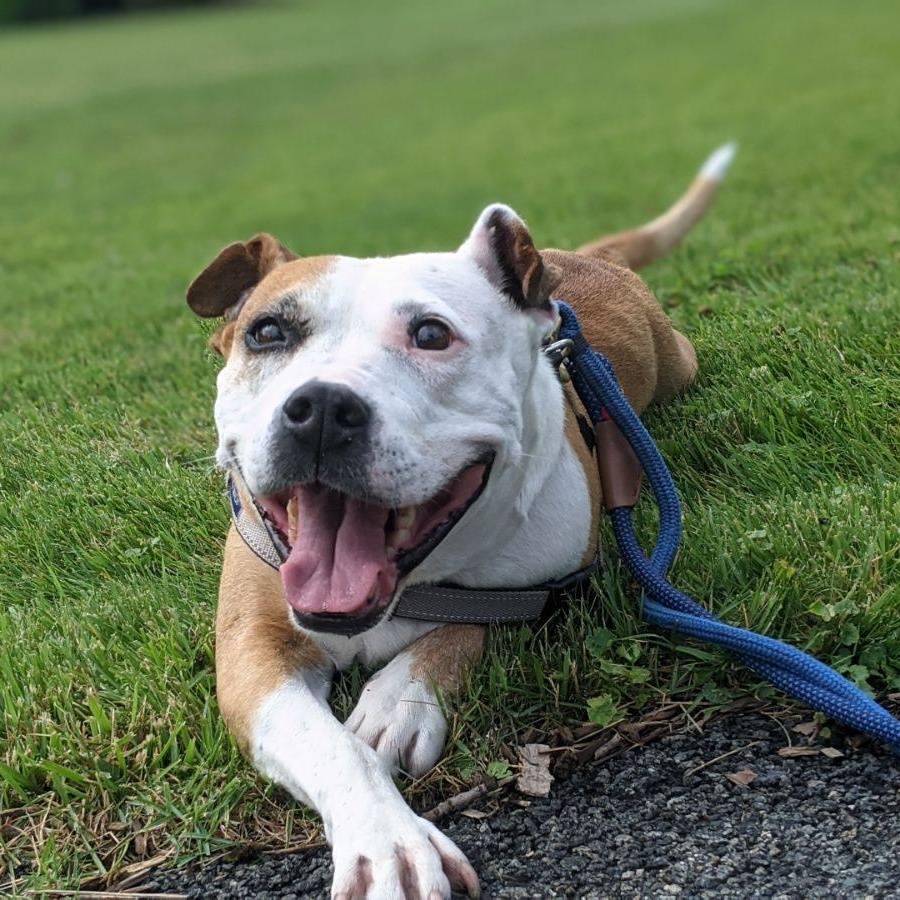 Enlarge Diva's Had to Say Goodbye to Her Loving Family. Now She's Looking for You, a Adoptable mixed breed in Pennington, NJ image 1/6
