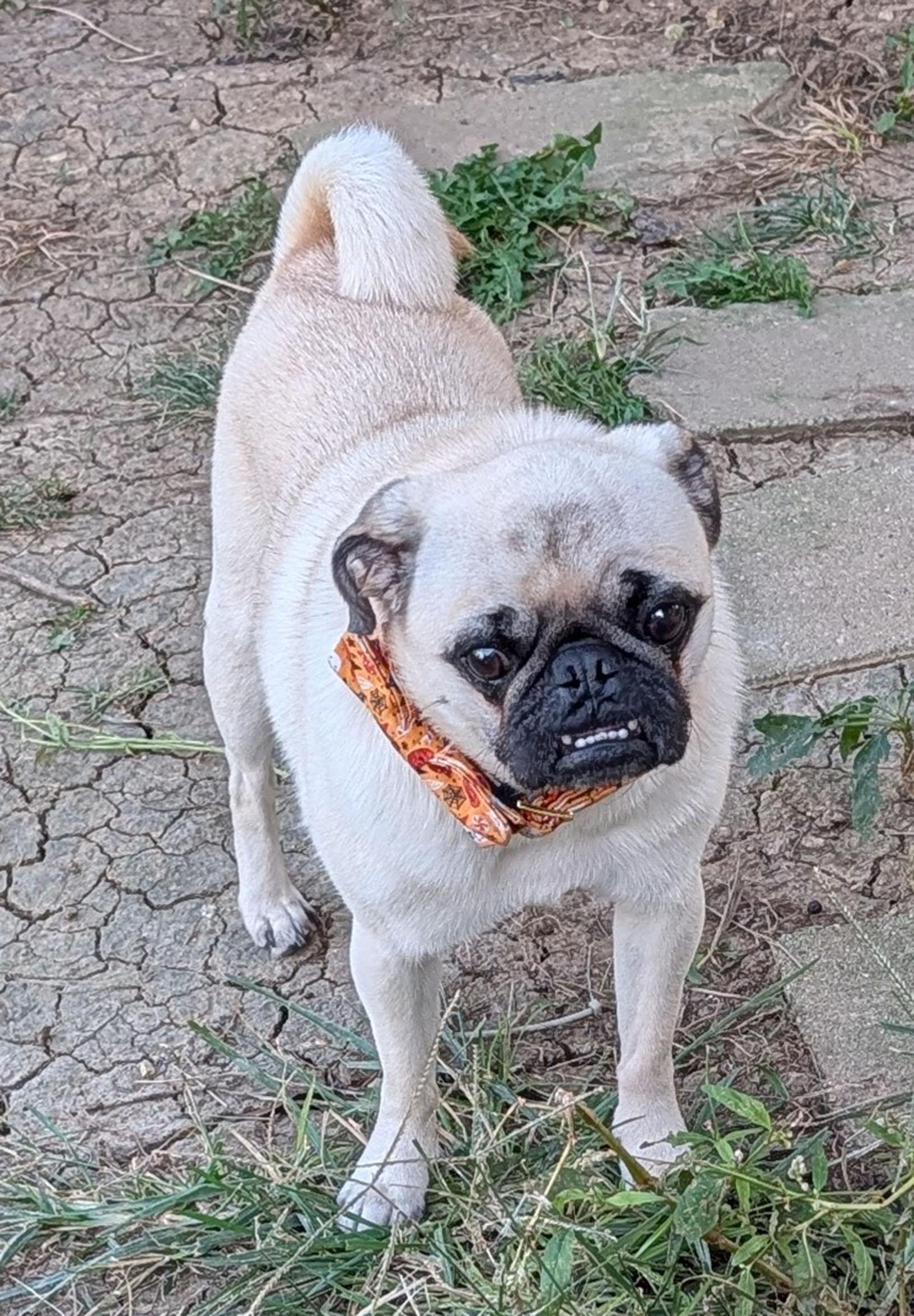Enlarge Mr. Grinch, a Adopted Pug in Benton, KS image 1/1