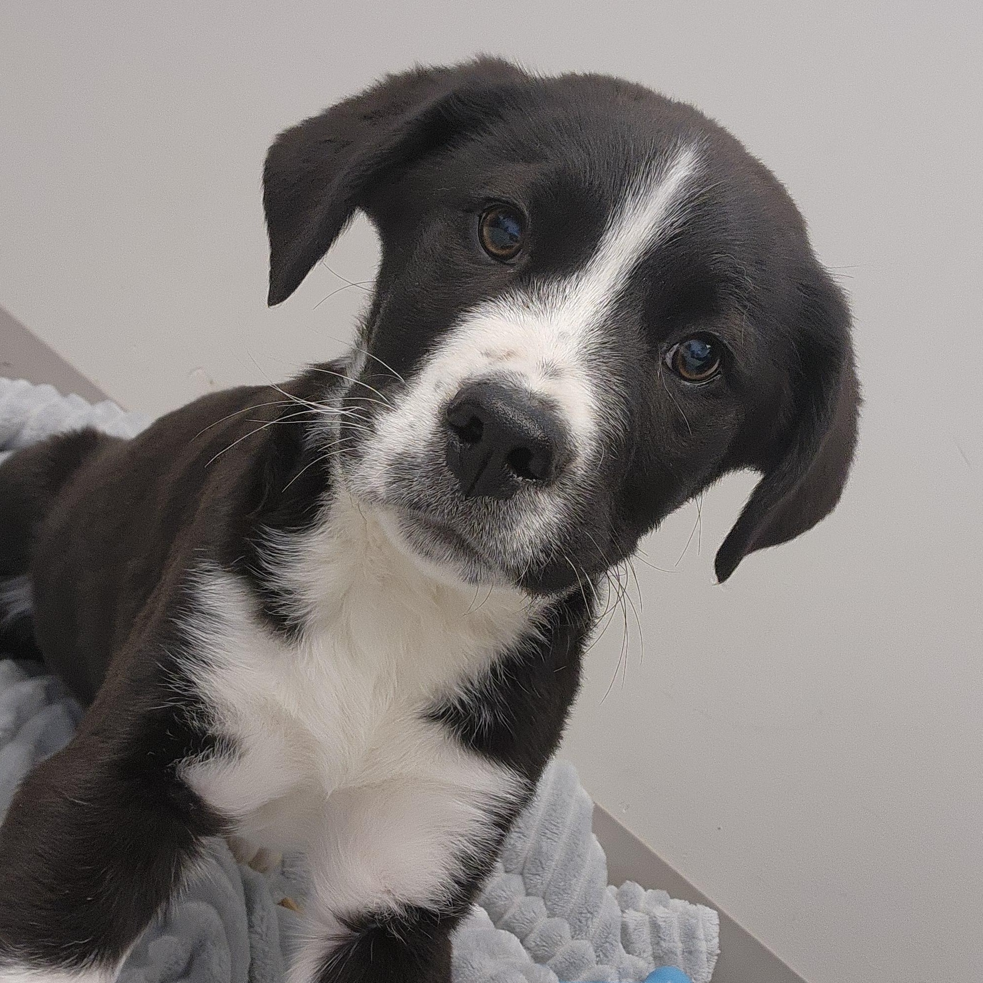 Enlarge Bruce Lee, a ADOPTABLE mixed breed in Liberty, MO image 2/4