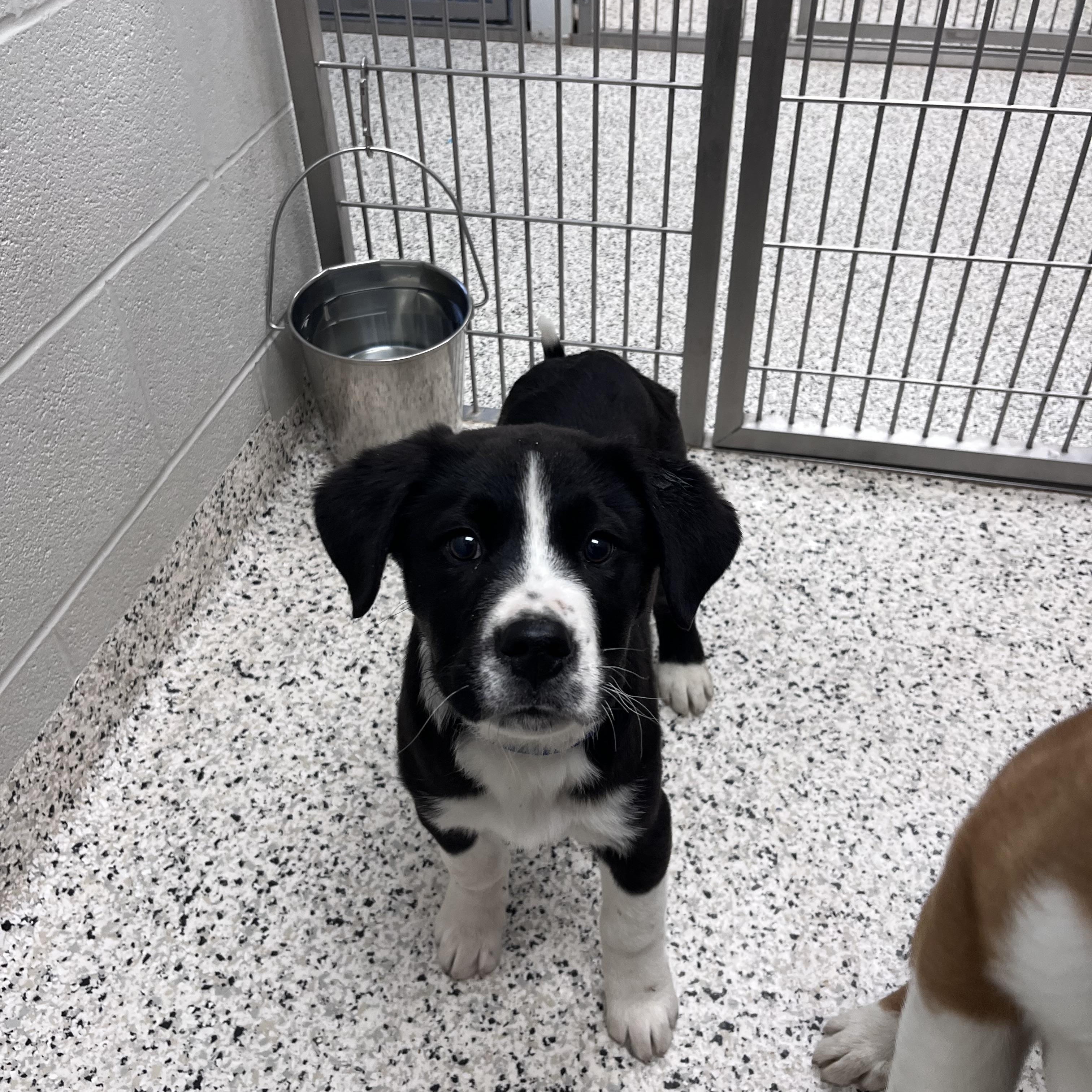 Enlarge Bruce Lee, a ADOPTABLE mixed breed in Liberty, MO image 4/4