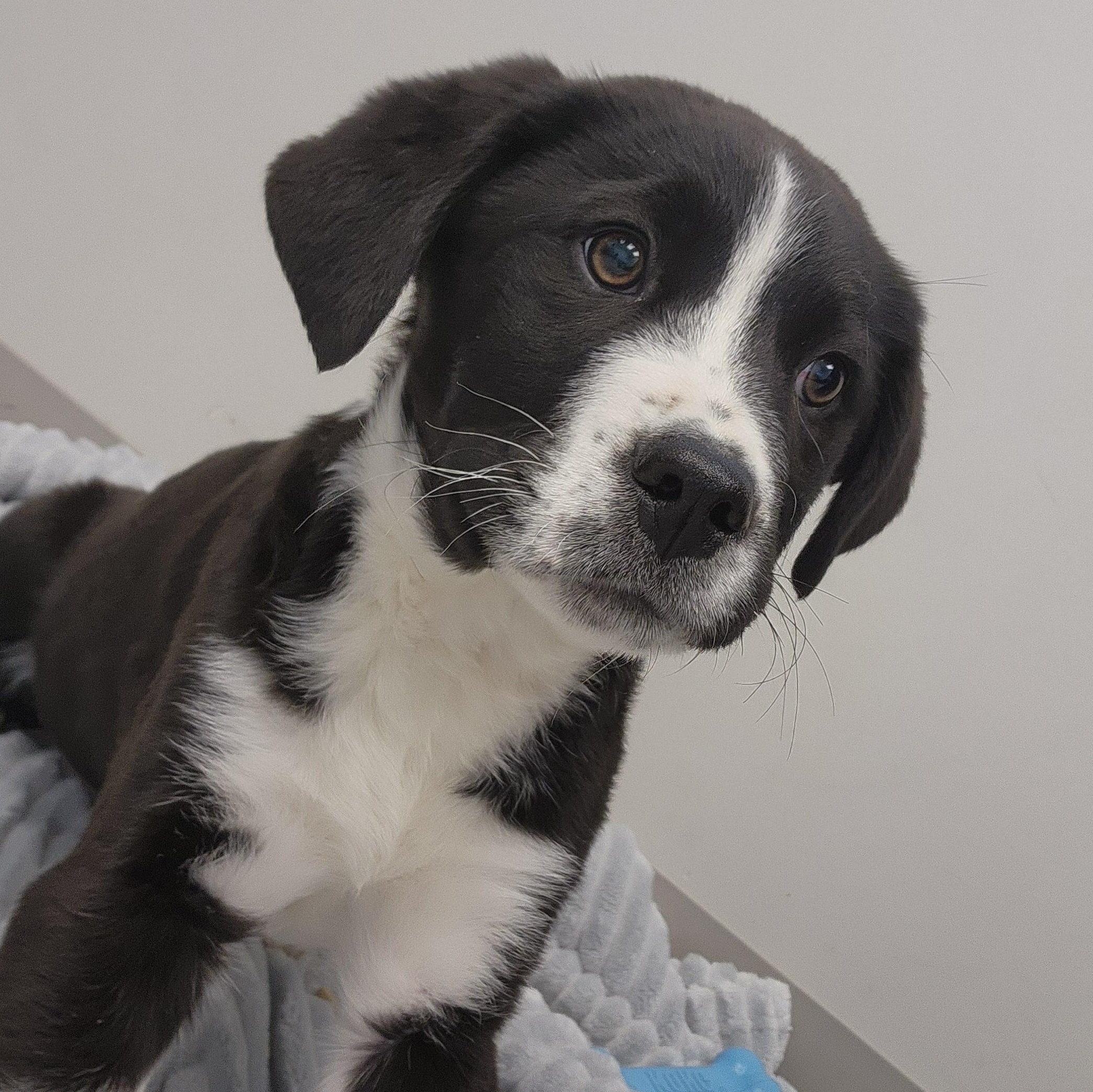 Bruce Lee, ADOPTABLE, Puppy Male Mastiff.