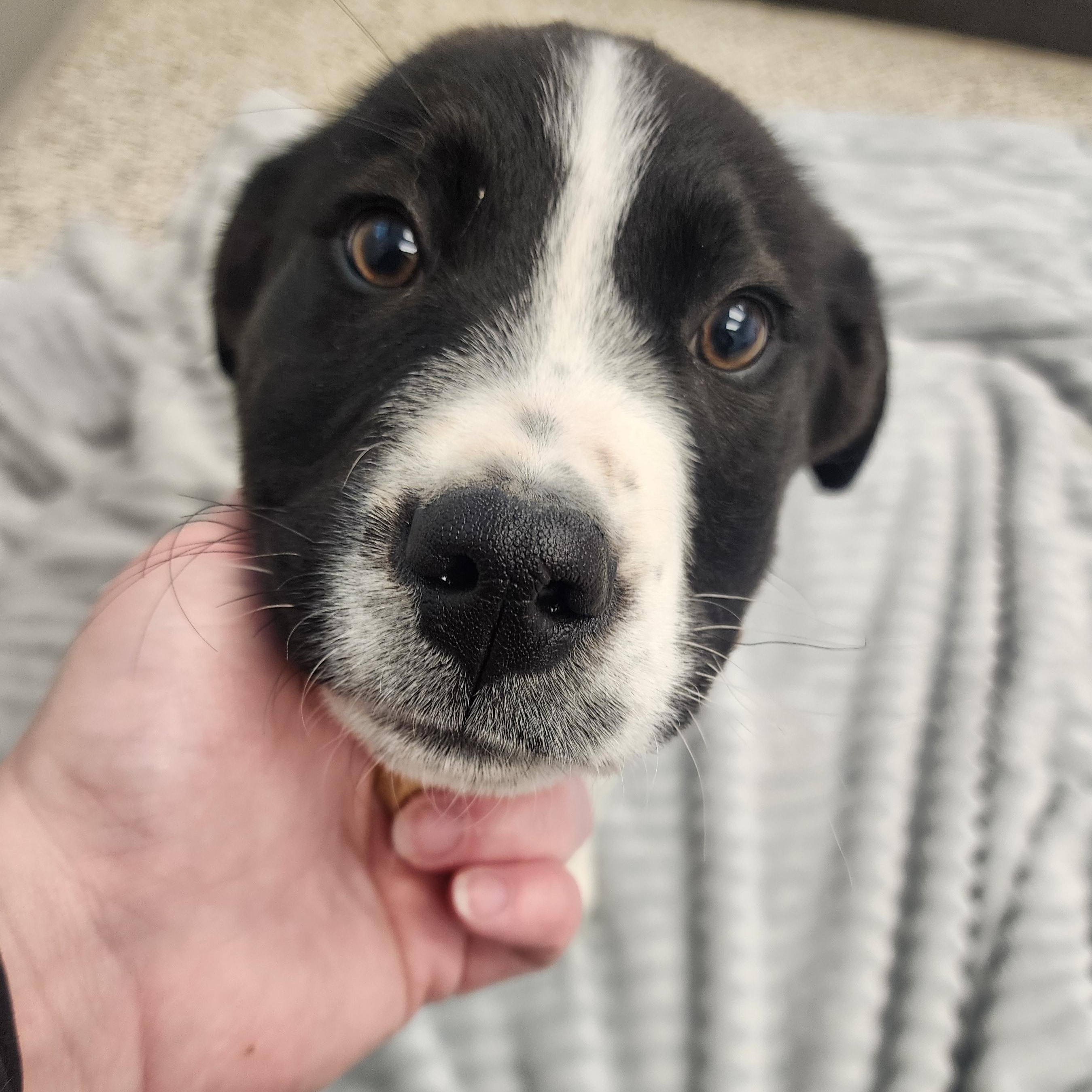 Enlarge Bruce Lee, a ADOPTABLE mixed breed in Liberty, MO image 3/4