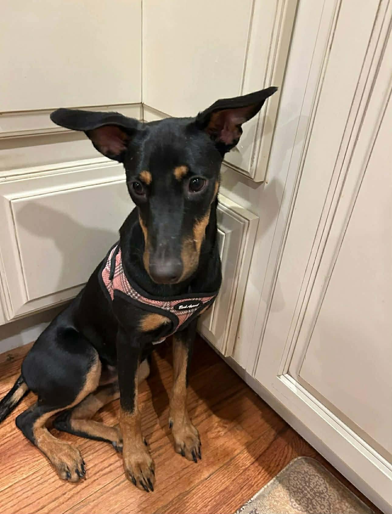 Enlarge Cara, a Adoptable Manchester Terrier in Pawtucket, RI image 3/6