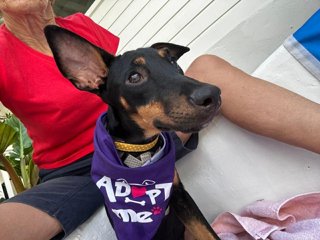 Enlarge Cara, a Adoptable Manchester Terrier in Pawtucket, RI image 5/6