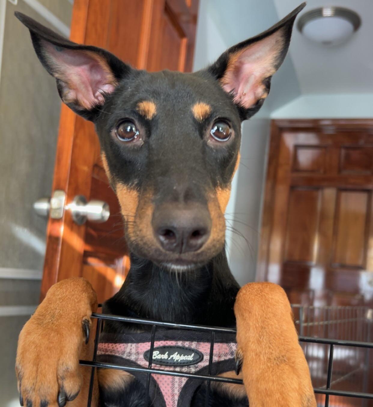 Cara, Adoptable, Young Female Manchester Terrier.