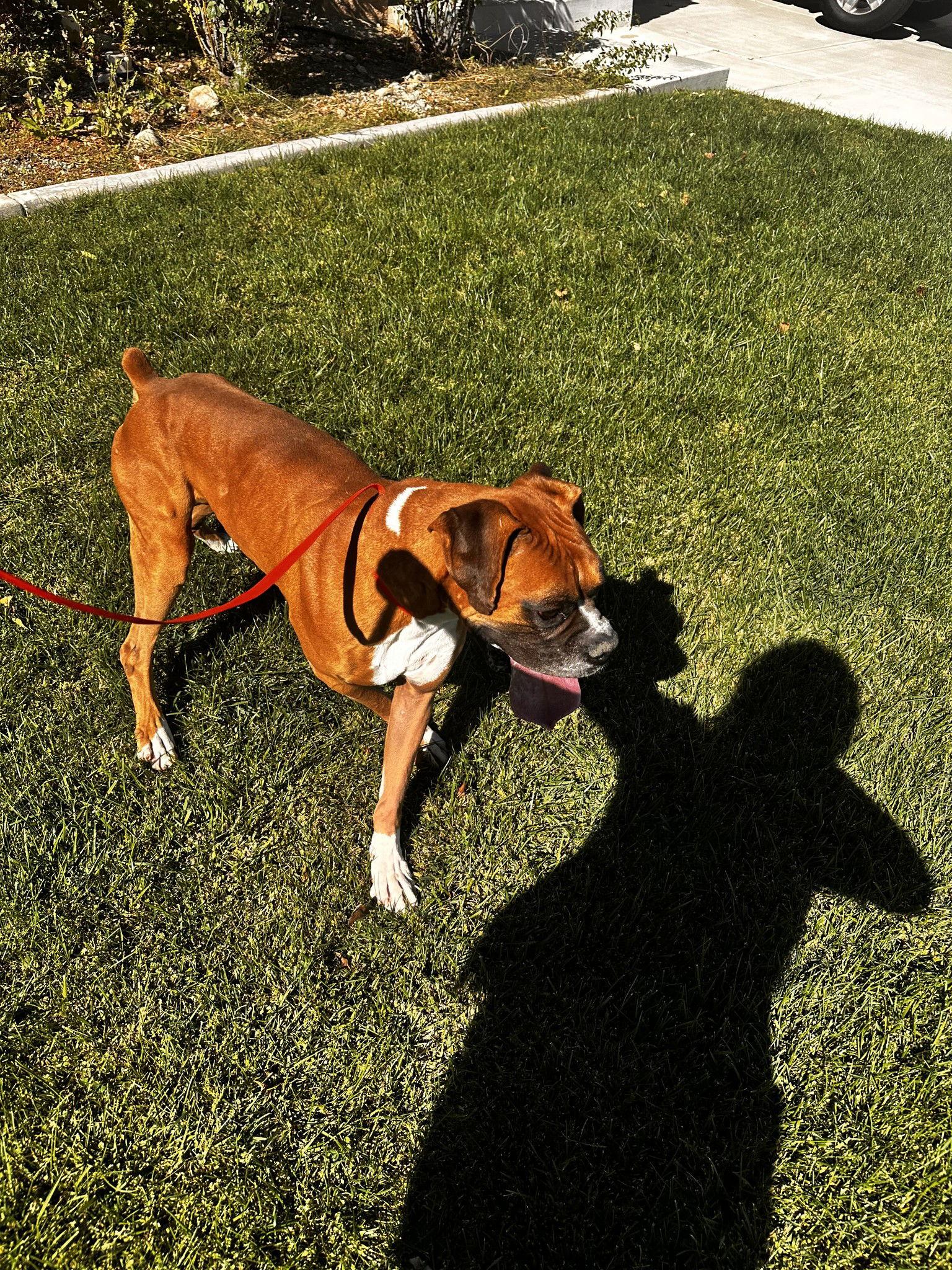 Smoosh, Adopted, Adult Male Boxer.