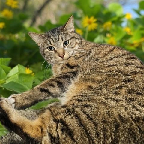 JOURNEY, Adoptable, Adult Male Domestic Short Hair.