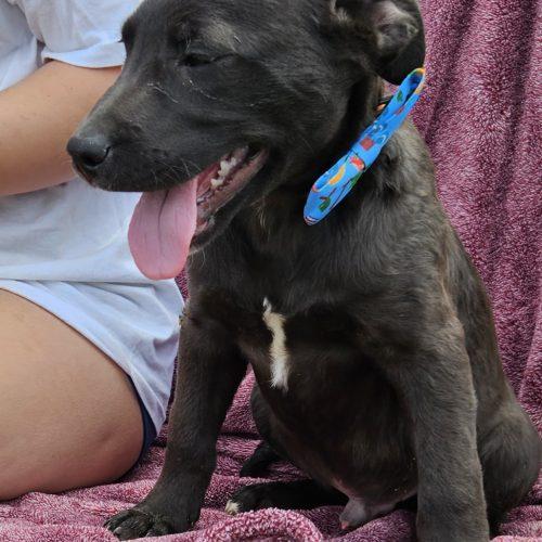 Enlarge Emerson, a Adoptable Black Labrador Retriever in Kirksville, MO image 2/2